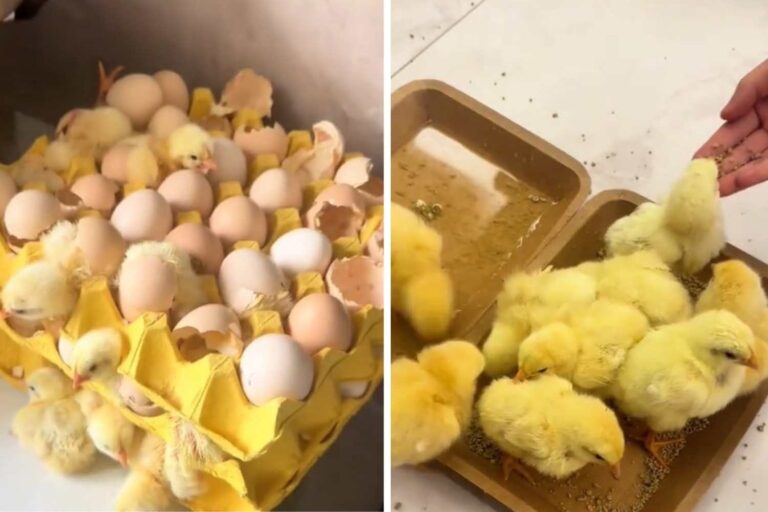 Achetez des cartons aux œufs, rentrez chez vous après 2 jours et trouvez 70 poussins: cela peut-il arriver avec ceux du supermarché?