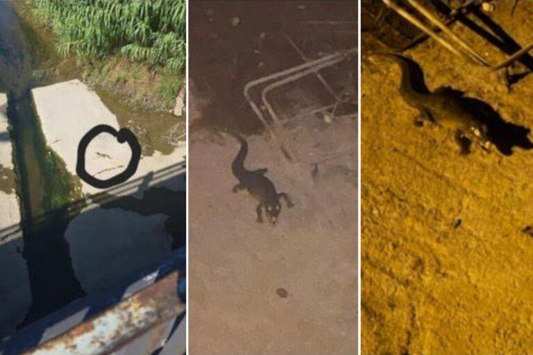 « Y a-t-il un crocodile dans la rivière à Ladispoli », après l'alarme, les recherches sur le tapis sont déclenchées: blague ou réalité?