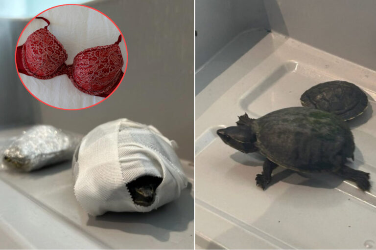 Il essaie de se lancer dans un avion avec deux tortues dans le soutien-gorge (et une décédée étouffée): Madness à l'aéroport de Miami