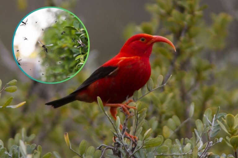 Parce que des milliers de moustiques sont libérés par des drones sur les îles Hawaï. La raison vous étonnera