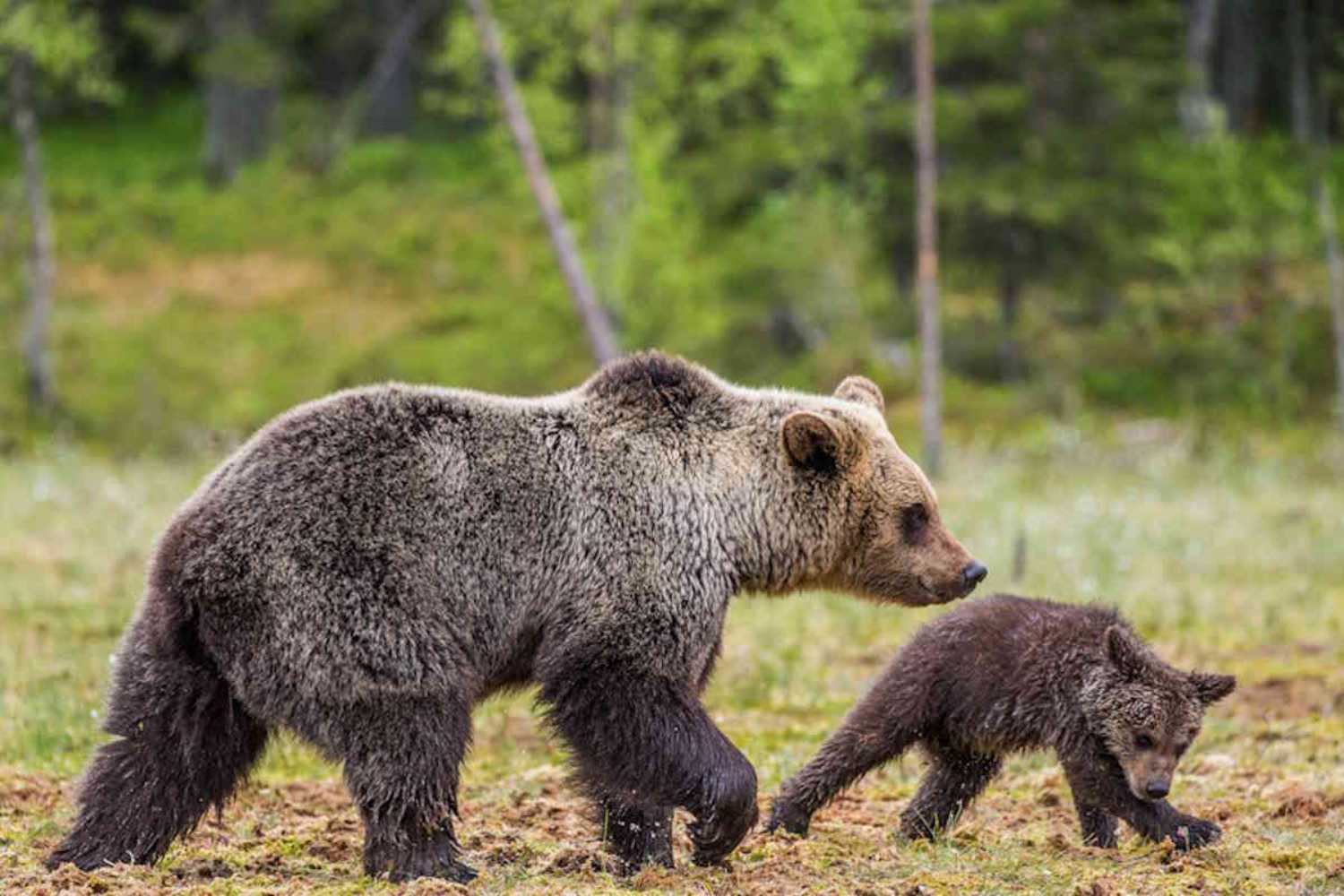 Orsa cuccioli Molise