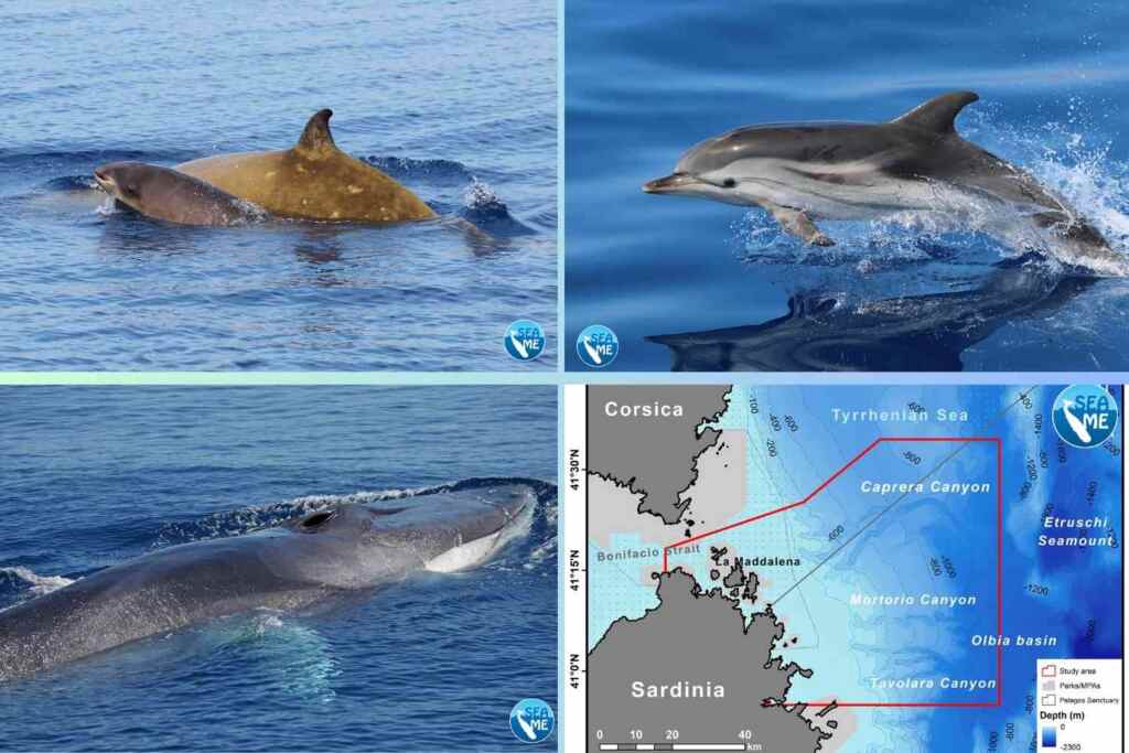 Cetacei_caprera_canyion