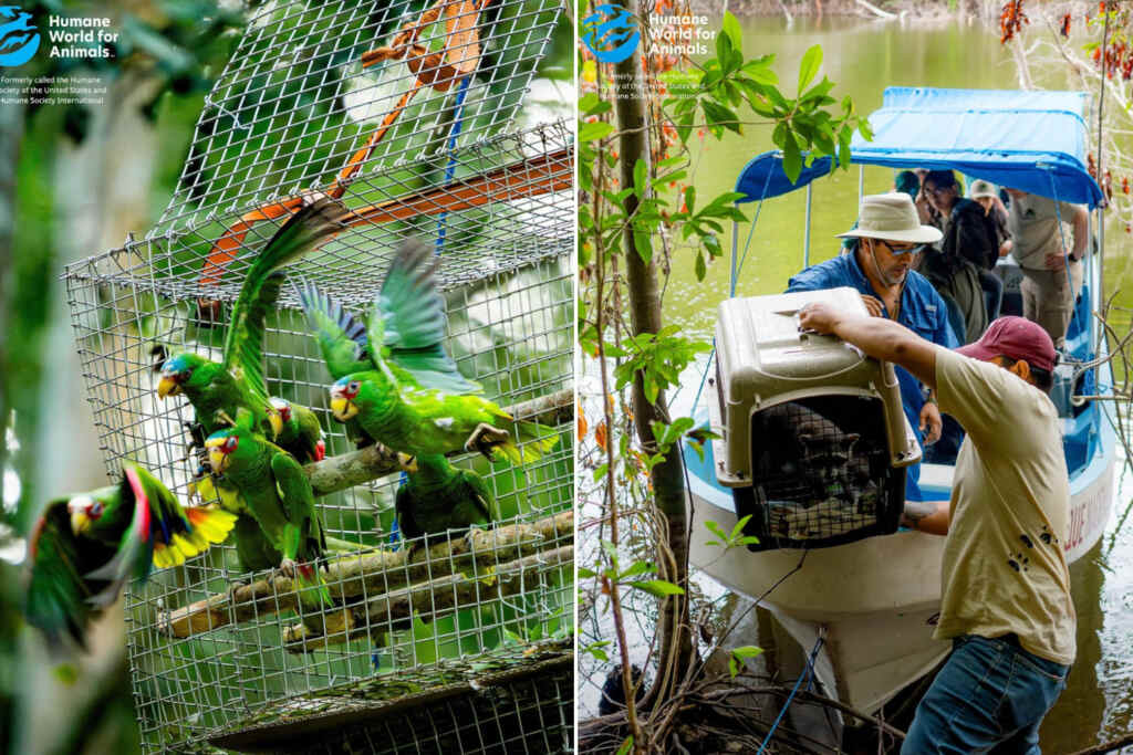 Les animaux reviennent gratuitement