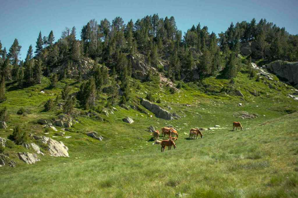 Chevaux contre les incendies