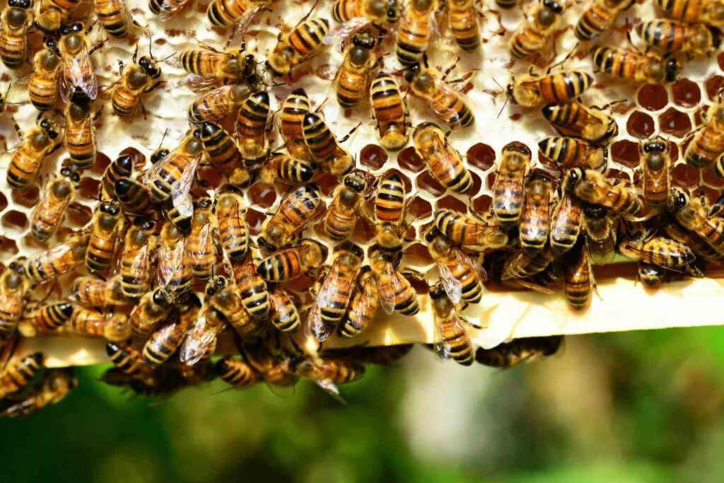 Abeilles ivres