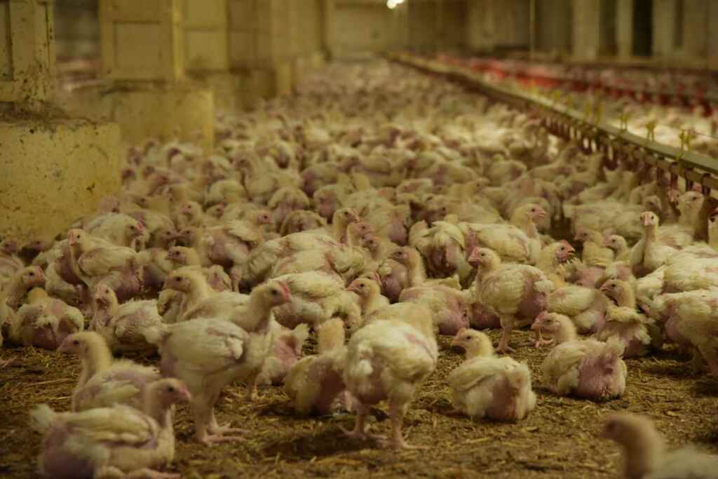 Poulets_ -ints_intense