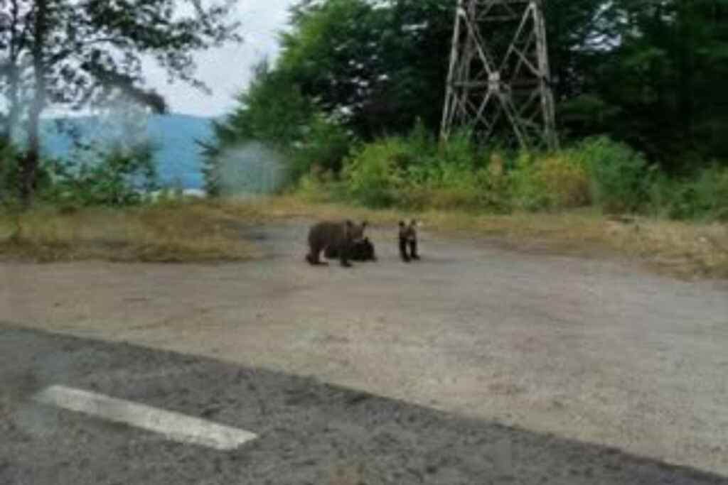 Chiots de motocycliste en Roumanie