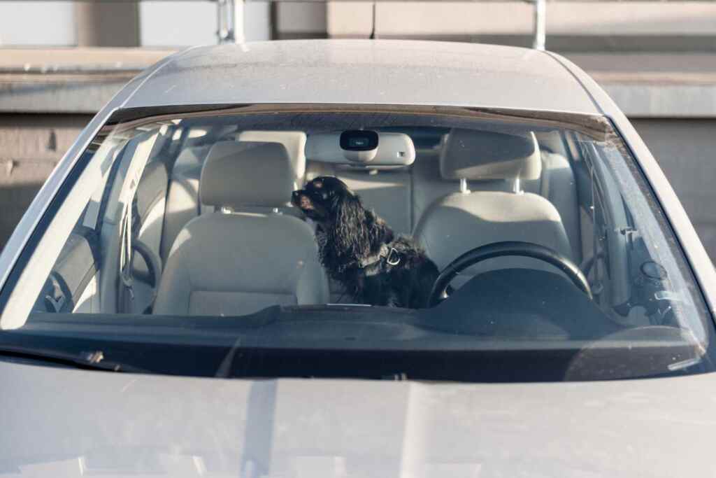 Un chien fermé dans la voiture