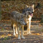 Horreur en Toscane, deux loups décapités : une somme allant jusqu'à 8 000 euros pour retrouver les responsables de l'acte ignoble