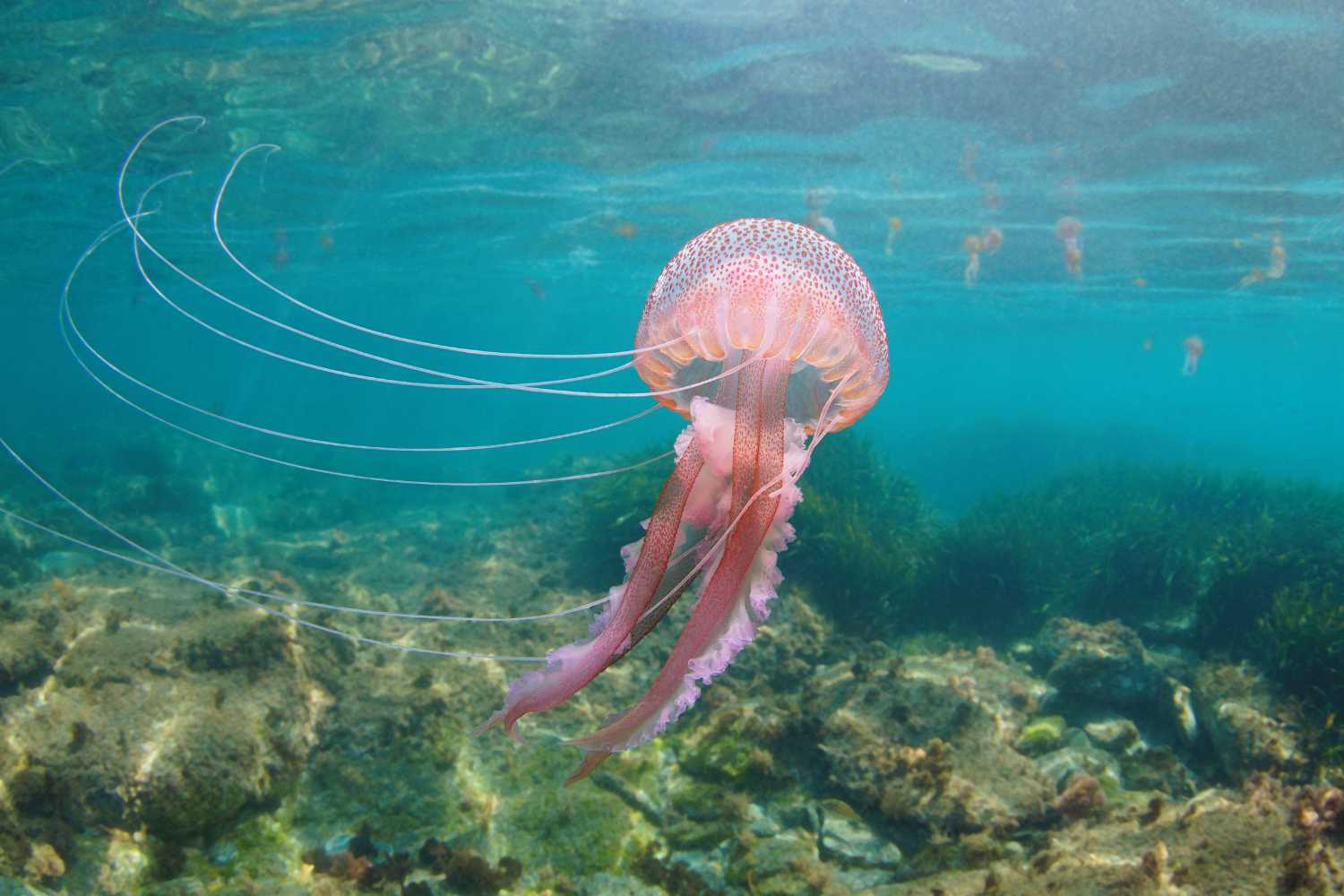 Pelagia Noctiluca