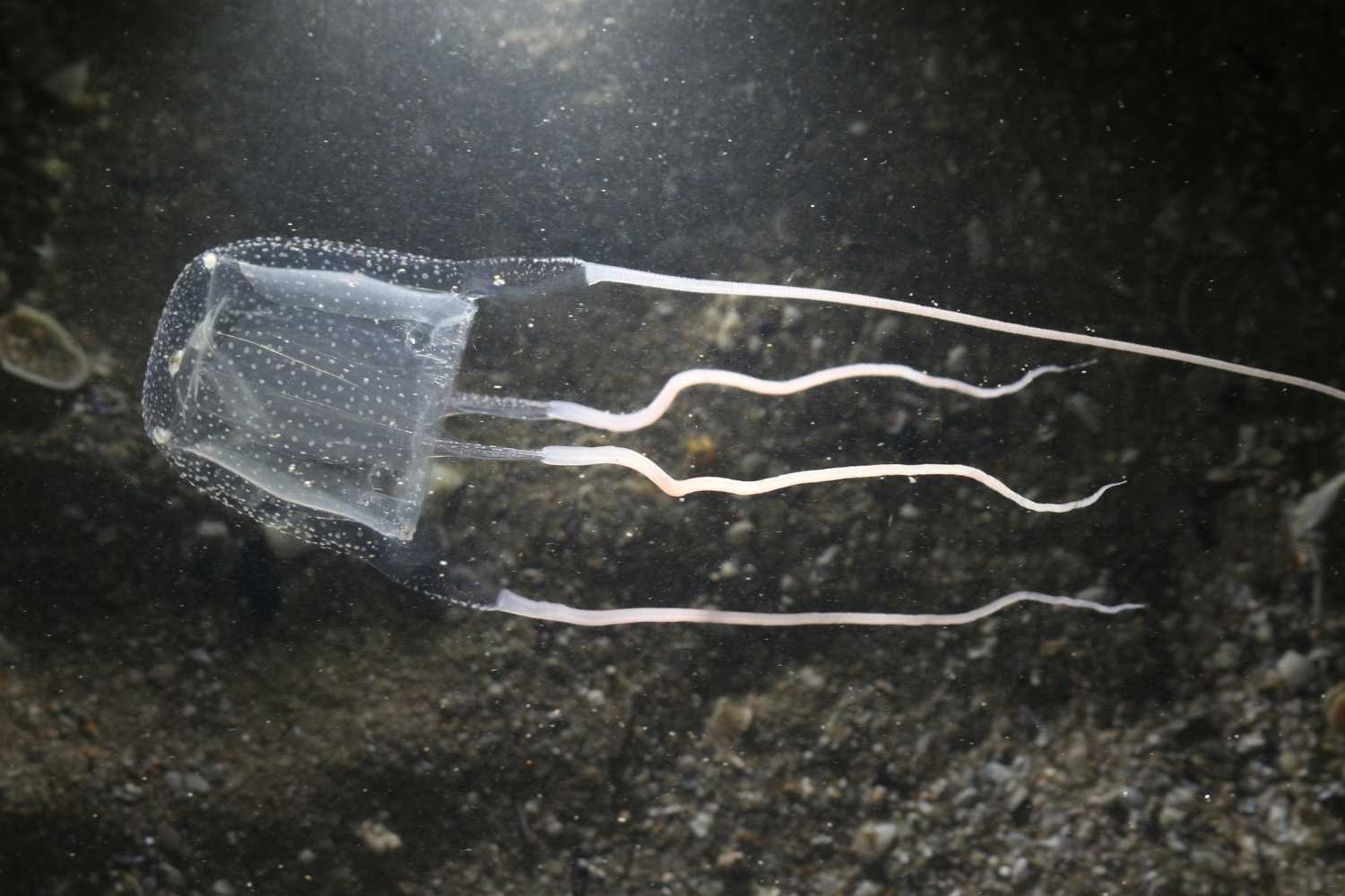 Carybdea marsupialis