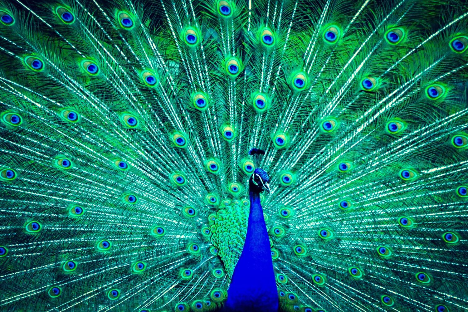 Pavone Feathers peut se transformer en laser organique: la découverte qui étonne également les scientifiques