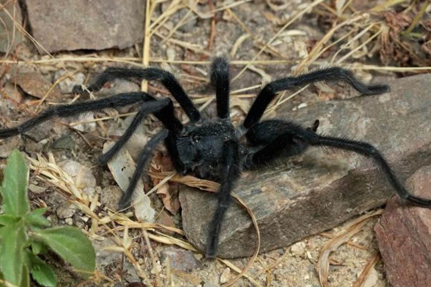 taratole organi genitali record