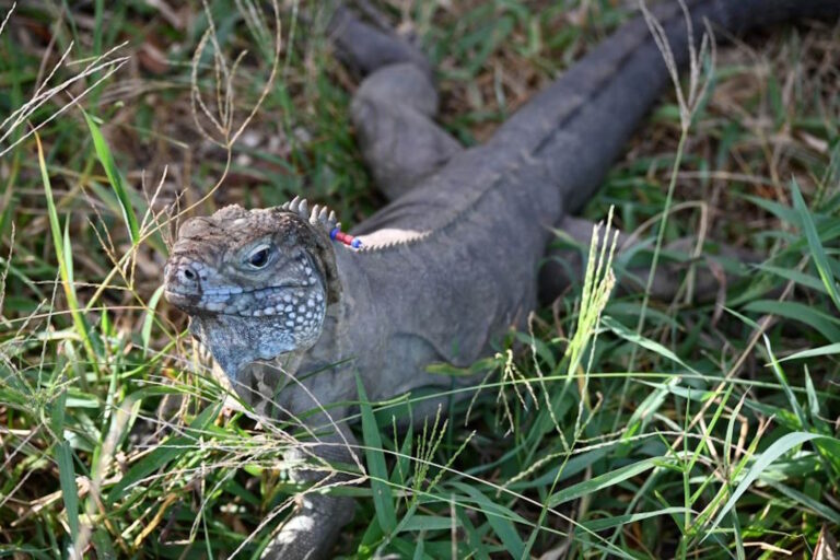 Superbes nouvelles! Le dragon bleu des îles Caïmans revient en direct grâce aux programmes de conservation
