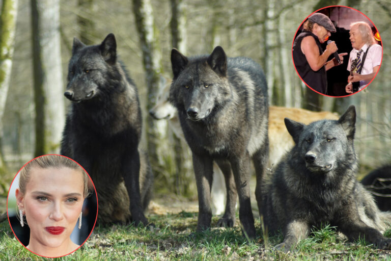 Ainsi, la voix de Scarlett Johansson et la musique de l'AC / DC sauvent les loups gris des fusils des éleveurs