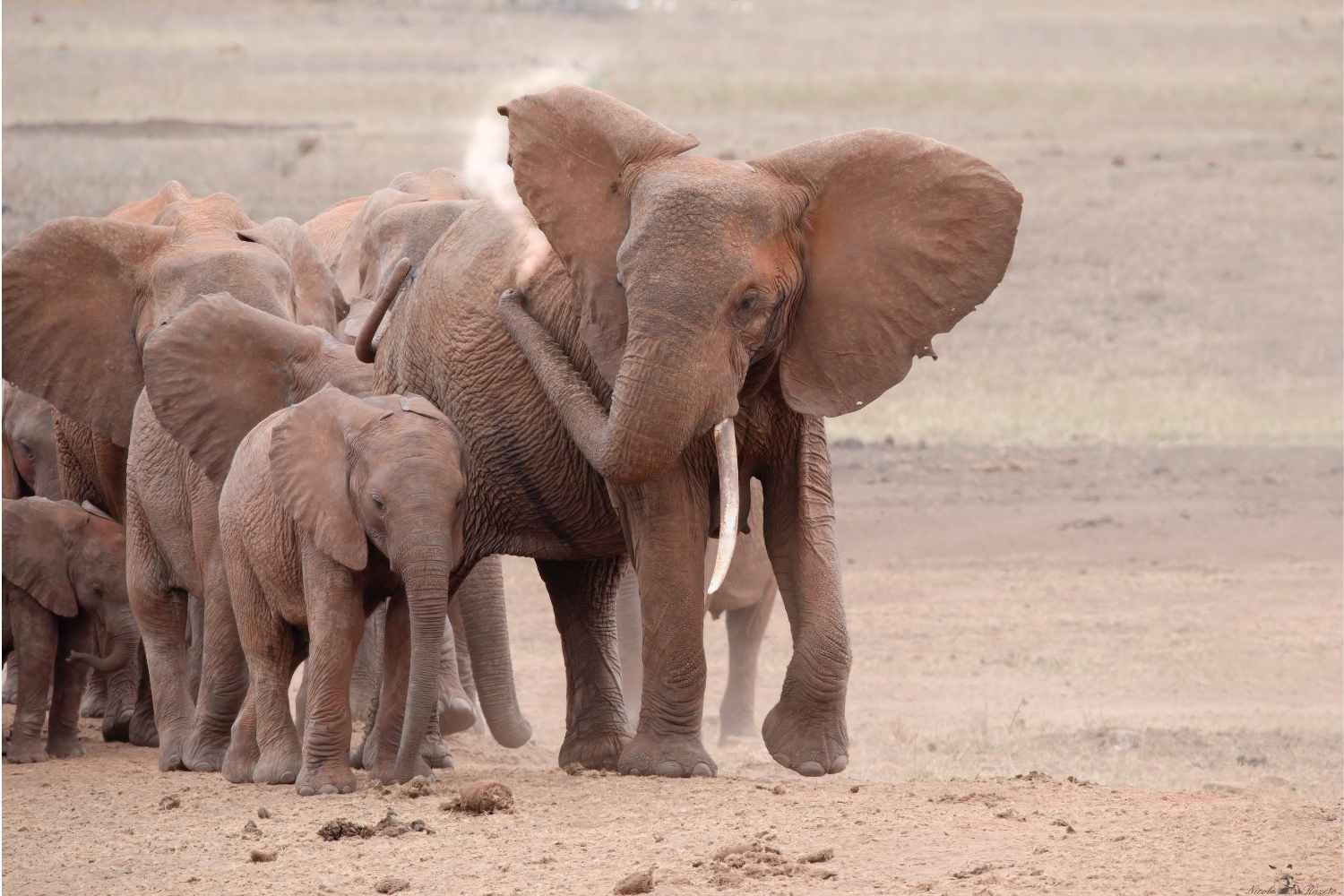 elefanti_matriarche