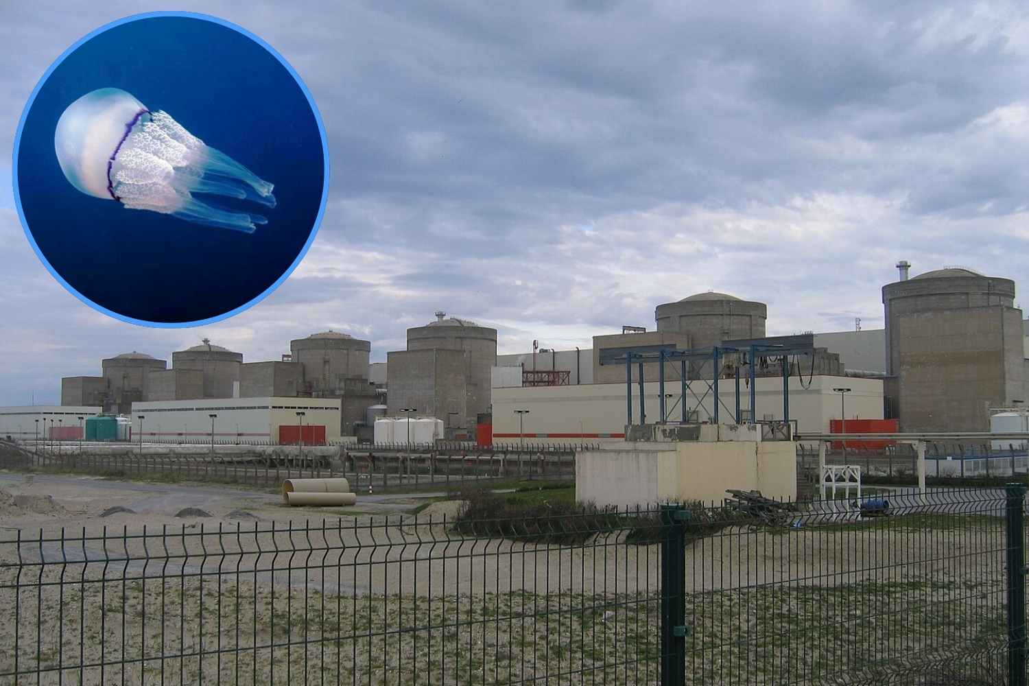 meduse_centrale_nucleare_Gravelines