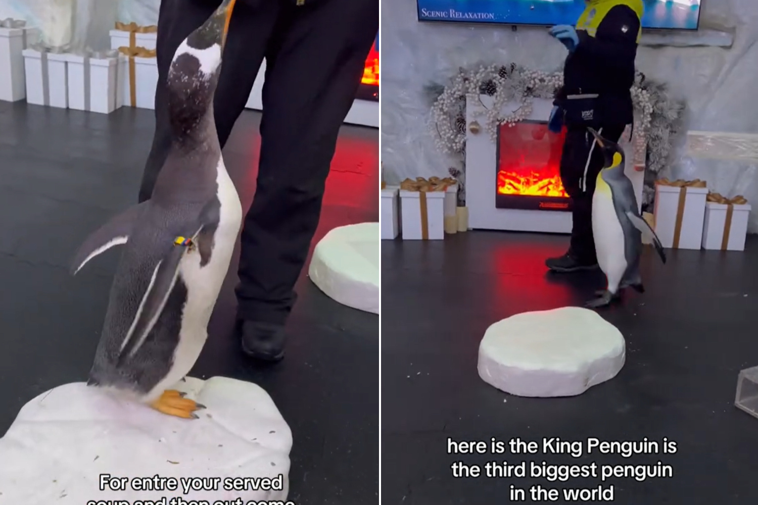 Pinguini Dubai