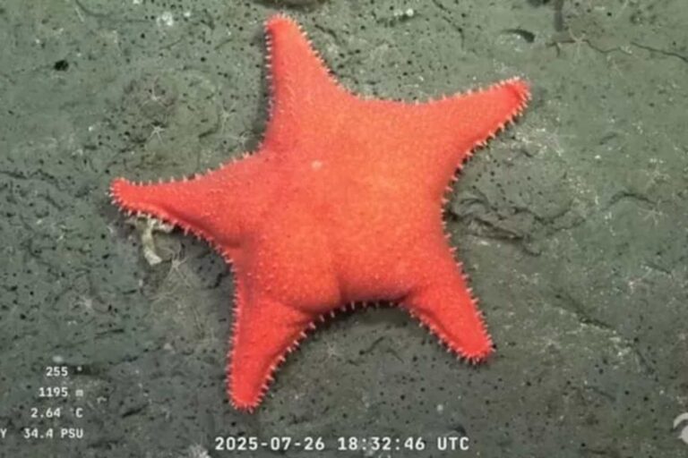 Tout fou pour « Estrella Culona »: Cette étoile marine (avec le côté saillant) a conquis l'Argentine