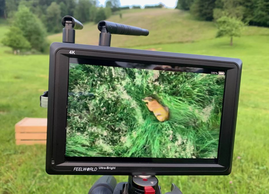 Suisse Caprioli Teste