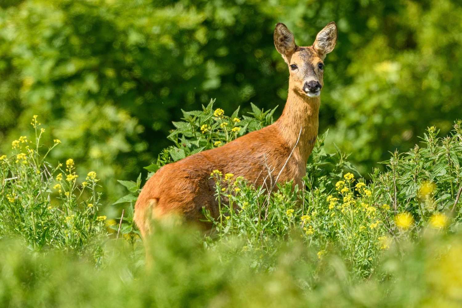 Salvataggio caprioli