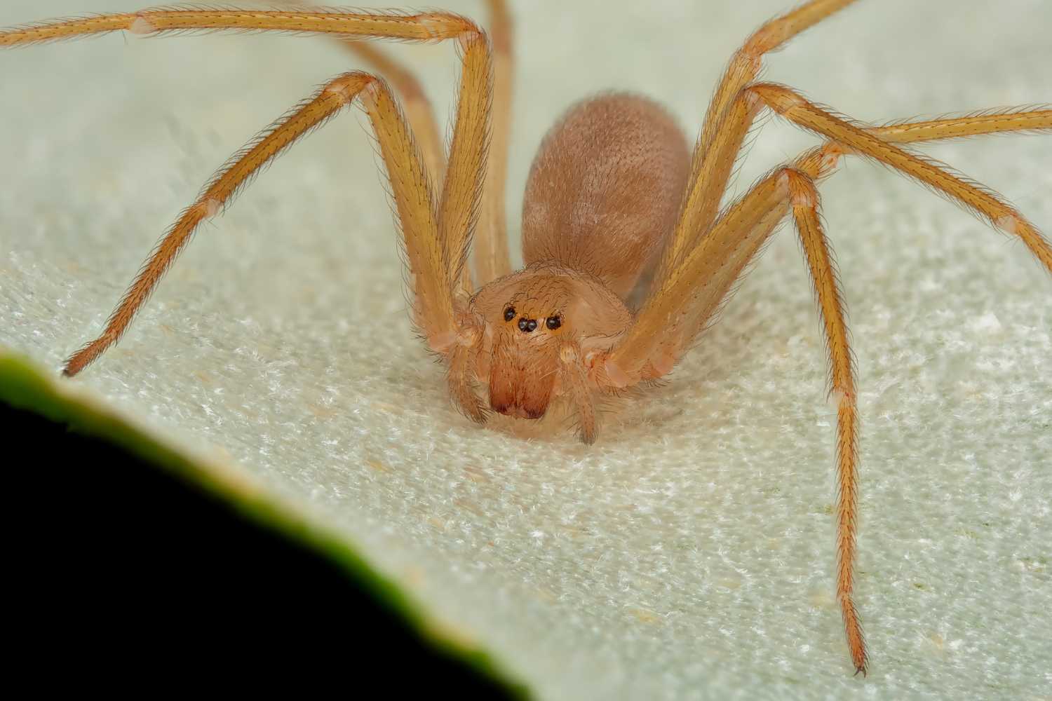 Violon Spider 2