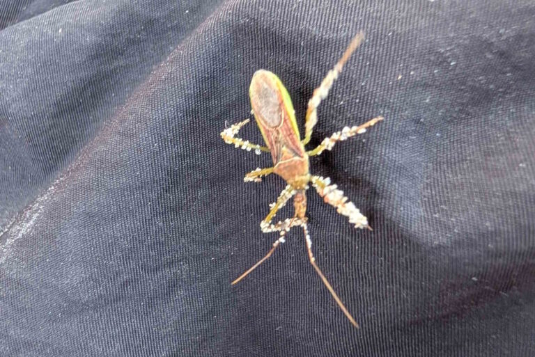 Assassin Bedbug est également arrivé en Italie, des choses à savoir si vous pilotez un voisin