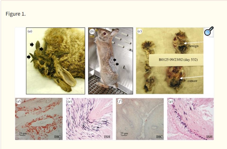 Lapins de Frankstein