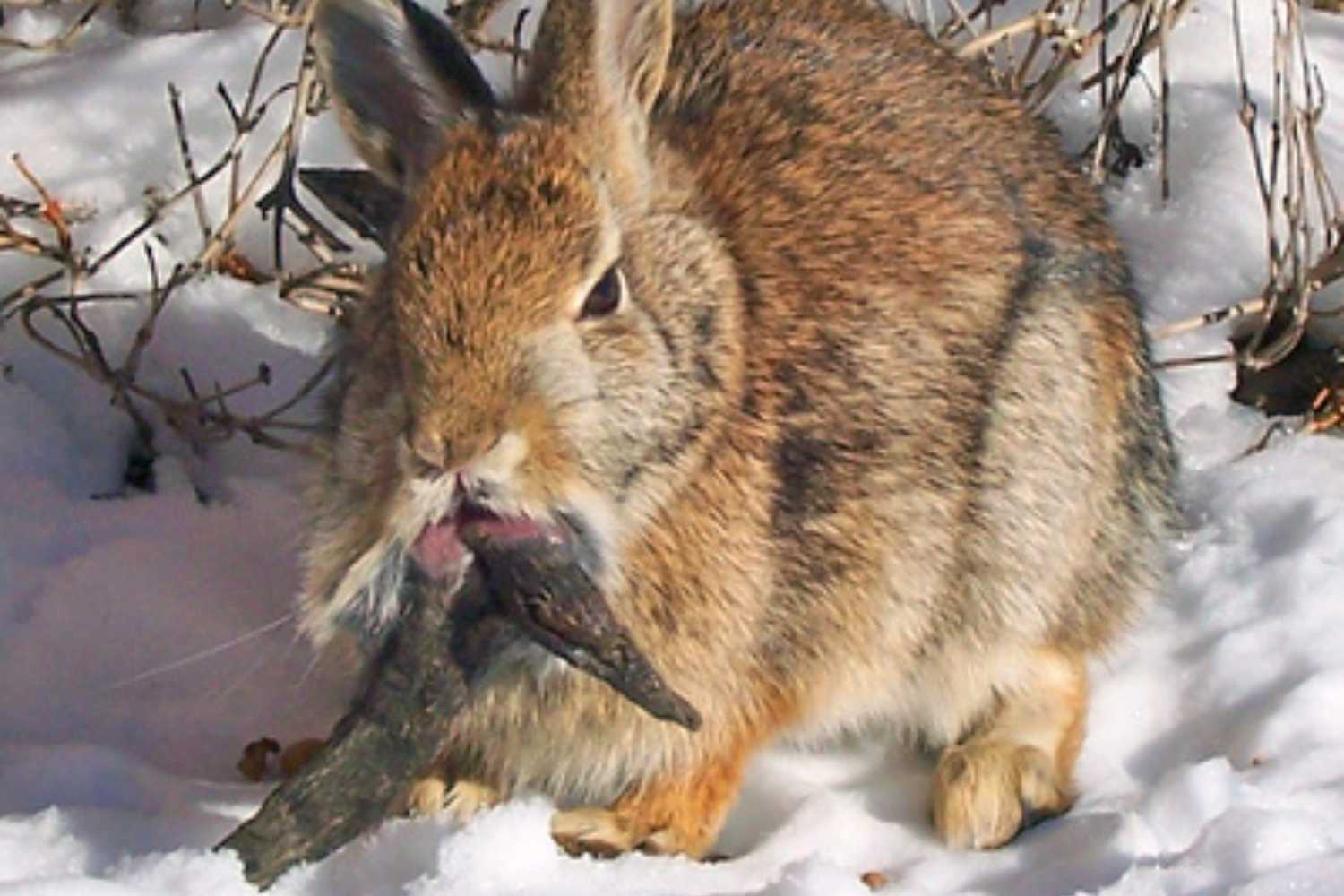 Conigli Frankenstein