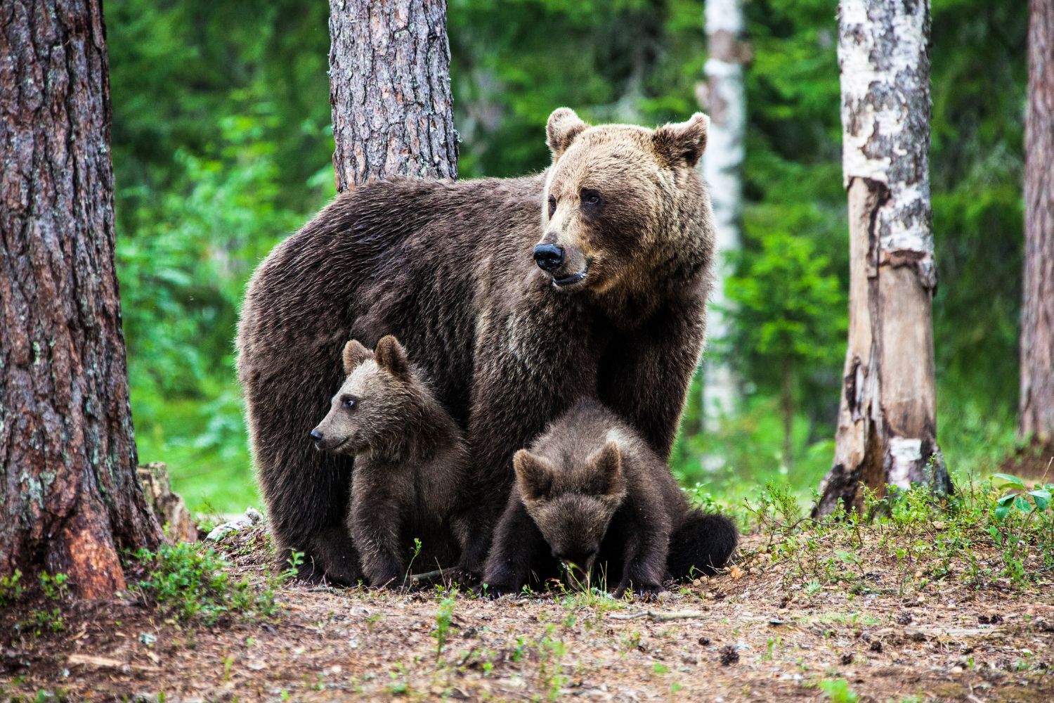 Il meurt attaqué par un ours au Japon et la police tue une mère et ses chiots: mais quel est l'intérêt de la vengeance?