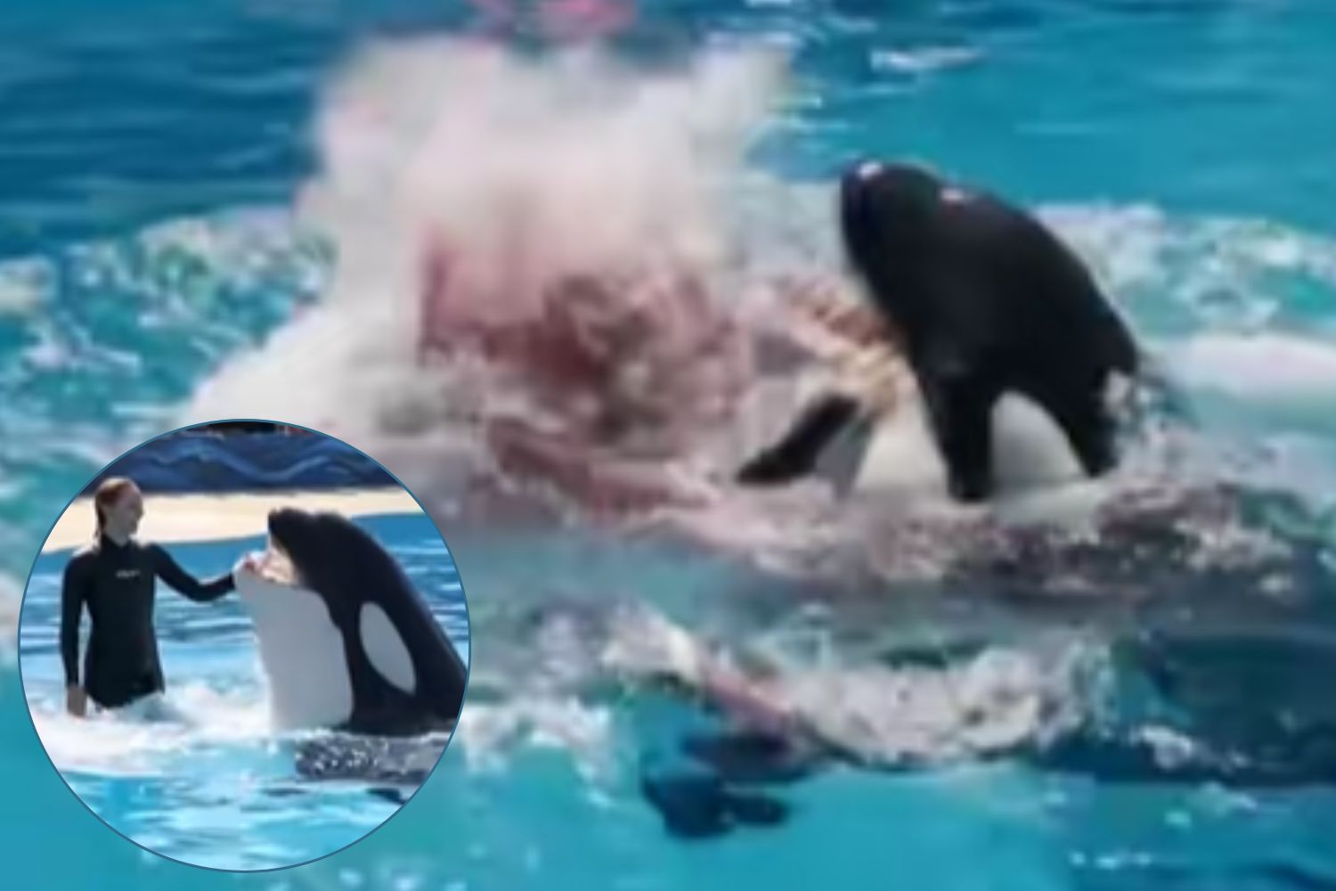 Le drame (non existant) de l'enquêteur dévoré par une orque: à l'ère du mensonge, il devient des nouvelles