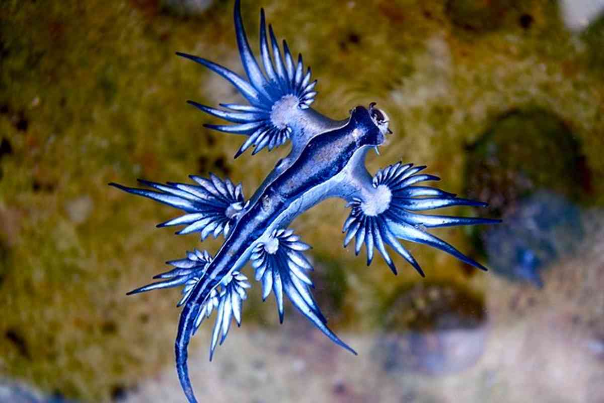 drago blu
