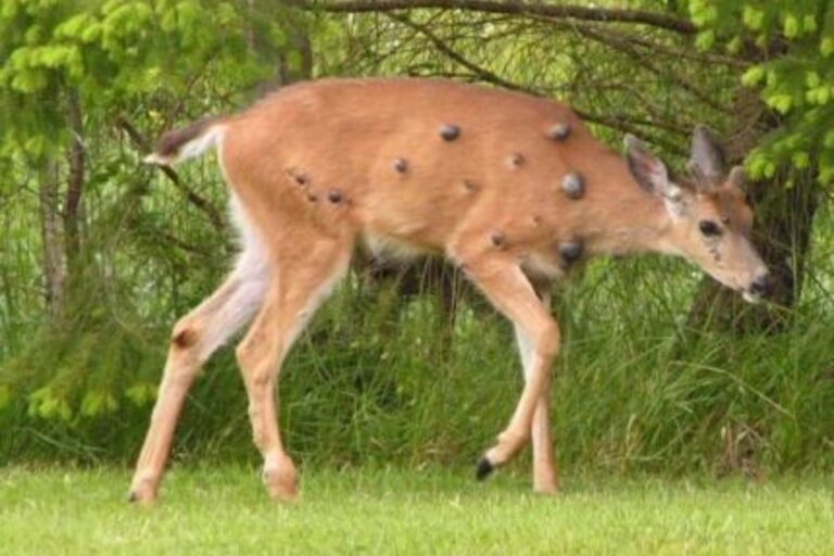 Après les lapins et les écureuils de Frankenstein, aussi les « mutants » recouverts de bulles noires: que se passe-t-il?