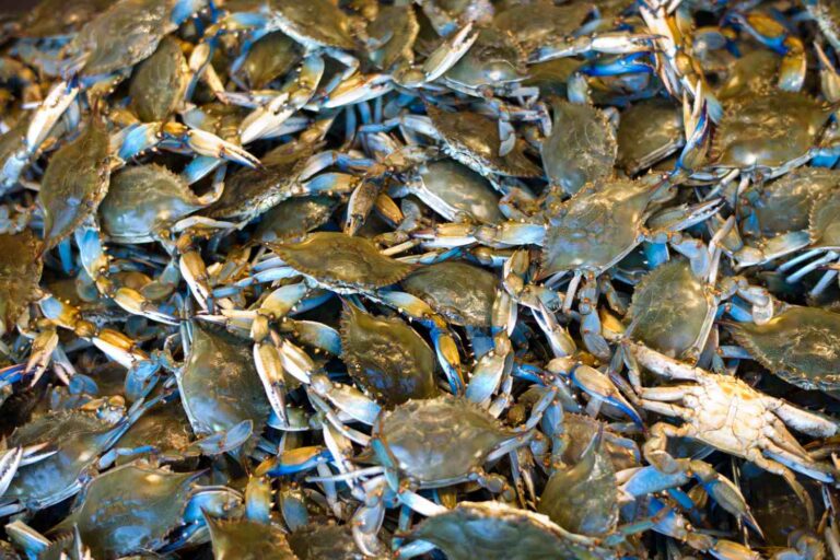 Blue Crab: Voici l'invention italienne qui met le tueur de nos mers en course