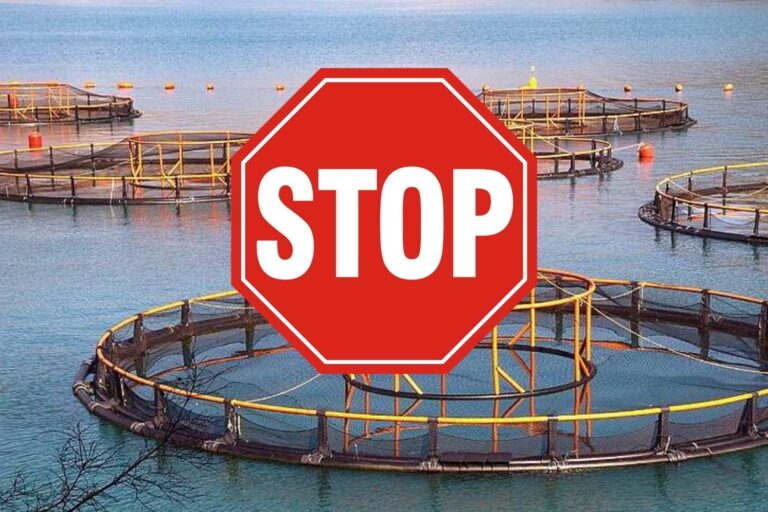 Victoire contre Battipaglia Red Tuna Breading: La concession après la plainte de Greenpeace a annulé