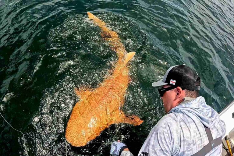 Ia? Non, aperçu le premier requin totalement orange (et est une énigme pour la science)