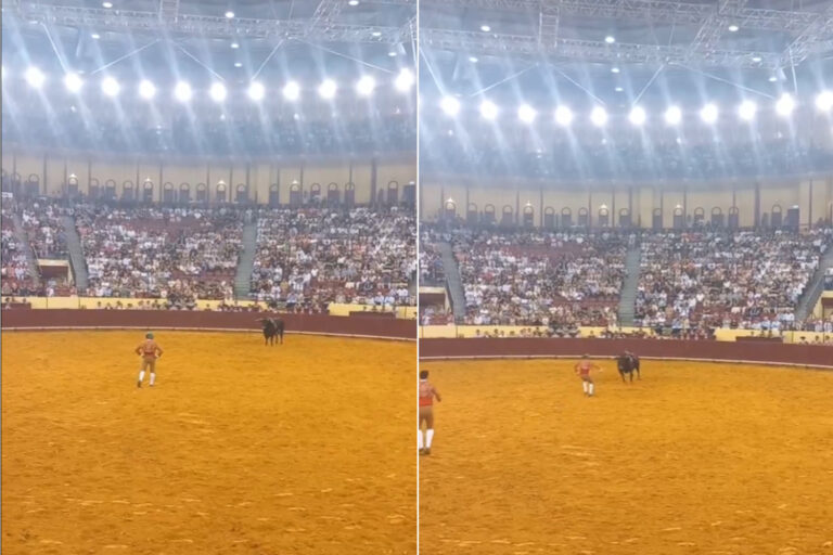 Les jeunes taureaux décèdent lors de sa première corrida: cette tradition cruelle et dangereuse doit être abolie