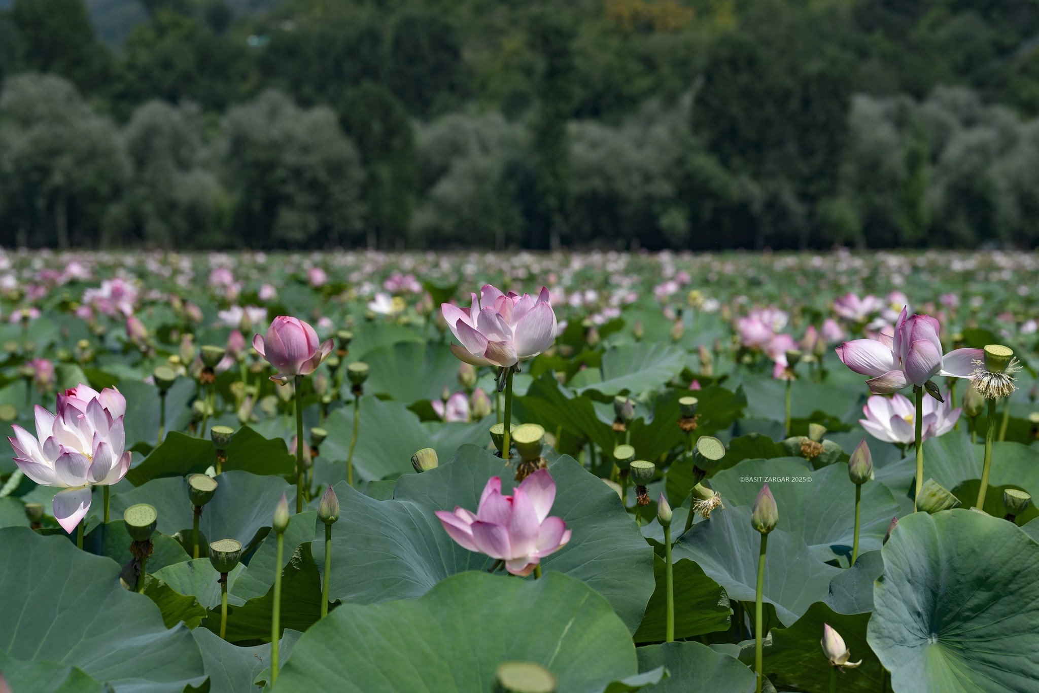 Merveille! Après 30 ans, le spectacle de fleurs de lotus dans les retours du lac Wular (raviver l'espoir au Cachemire)
