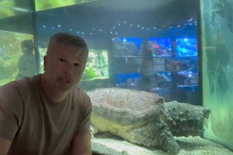 Cette tortue est prisonnier depuis plus de 20 ans dans un minuscule aquarium: vous signez également la pétition pour la libérer
