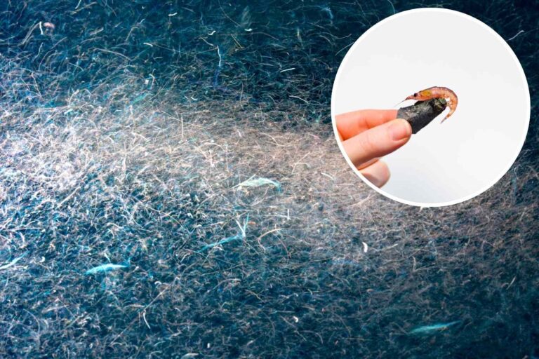 Nourriture volée dans les baleines et les pingouins: arrêt de pêche à la krill (qui se retrouve dans nos suppléments)