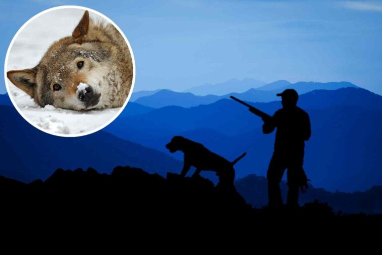 Hunt Wolves protège vraiment les troupeaux? Une nouvelle étude clarifie (et les résultats sont surprenants)