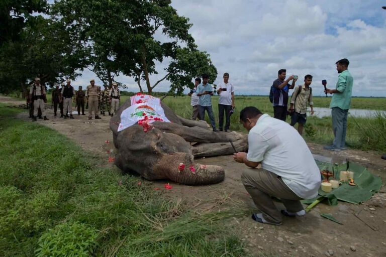 Les adieux passionnants à Mohanmala, l'éléphant qui a sauvé les rhinocéros du braconnage et est devenu un héros en Inde