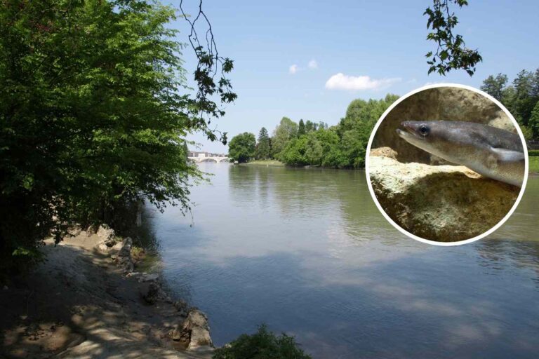 Rivers fantômes: 85% de la faune d'eau douce en Italie a disparu (tandis que les espèces extraterrestres prolifèrent)