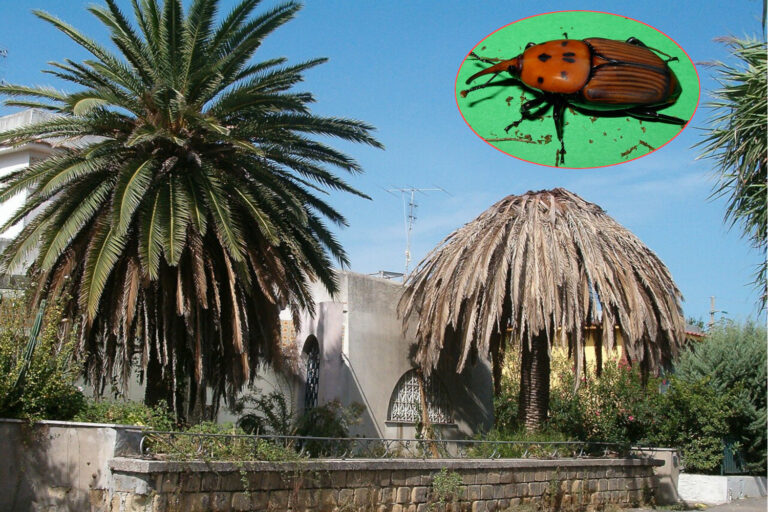 SOS Red AWL, est de plus en plus répandu en Italie: comment le reconnaître et ce que les dommages causent