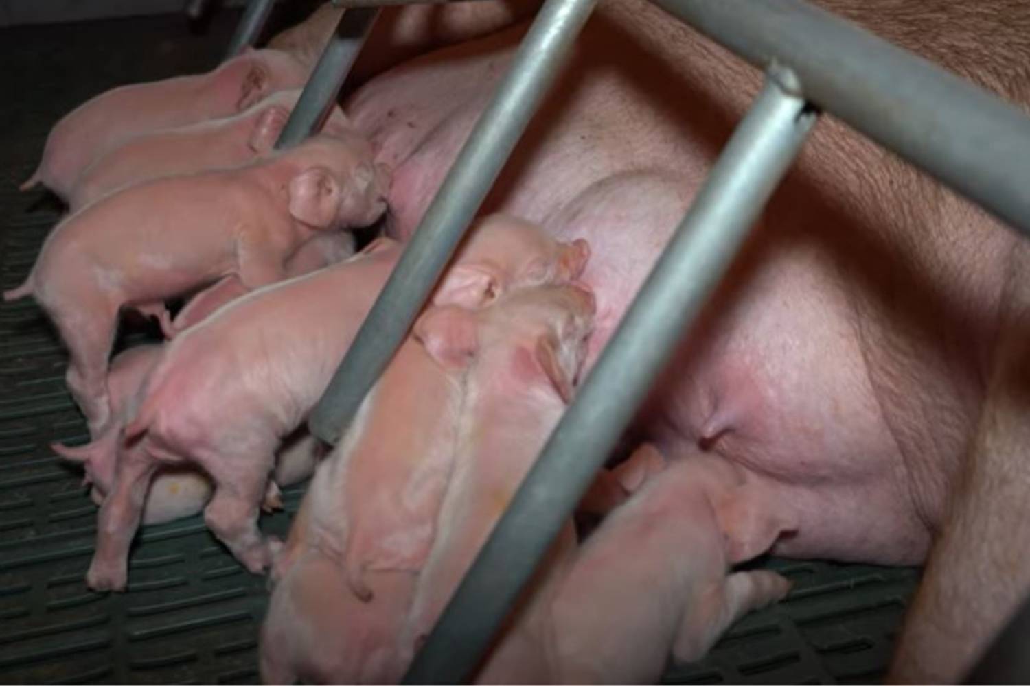 documentario industria carne