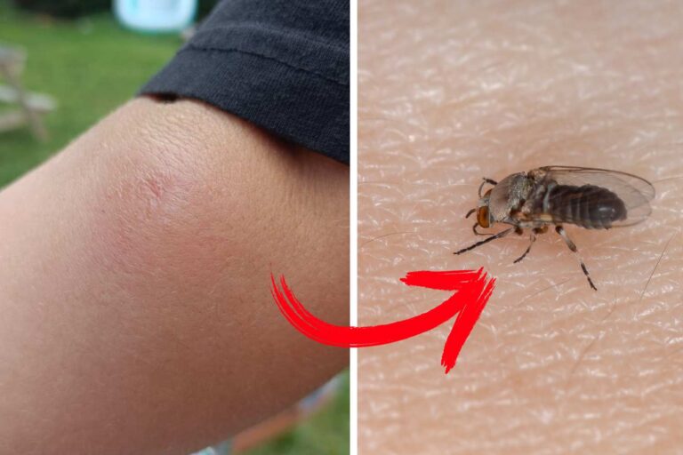 Ceci est un simulide: soyez prudent si vous volez près de vous (voici la morsure qui m'a quitté)