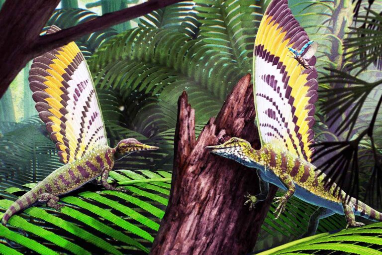 Ce reptile avec la crête à plumes vivait il y a 247 millions d'années changera ce que nous savons de l'évolution