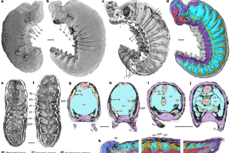 Un fossile avec un cerveau « doux » est découvert intact après 520 millions d'années