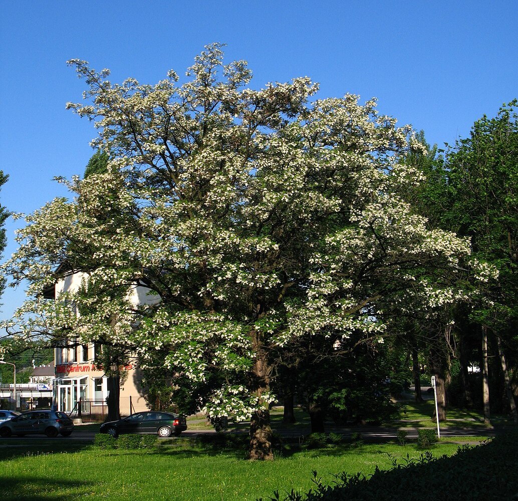 Robinia