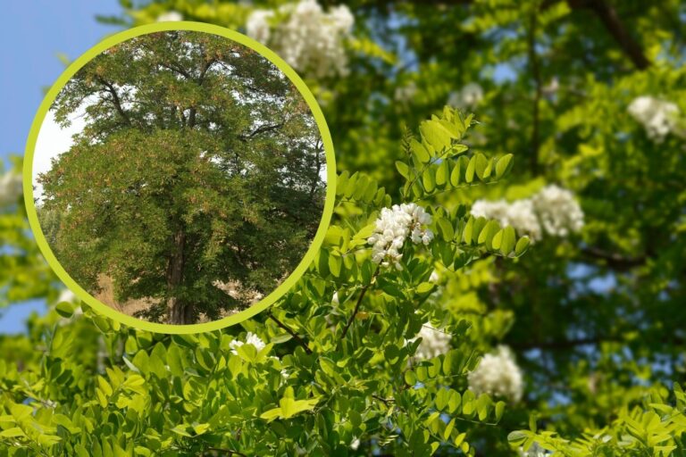 L'histoire oubliée de Robinia, l'arbre qui a construit l'Amérique et dérange maintenant l'Europe